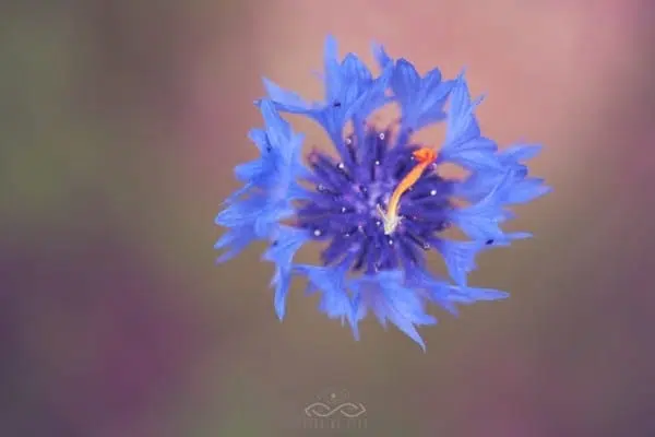 Prurple Blue Wildflower Nature Macro Prurple Blue Wildflower Nature Macro