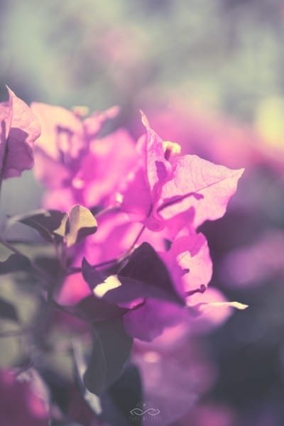 Prurple Bougainvillea Flower Nature Macro