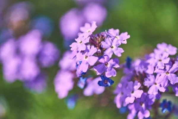 Prurple Bunch Wildflower Nature Macro