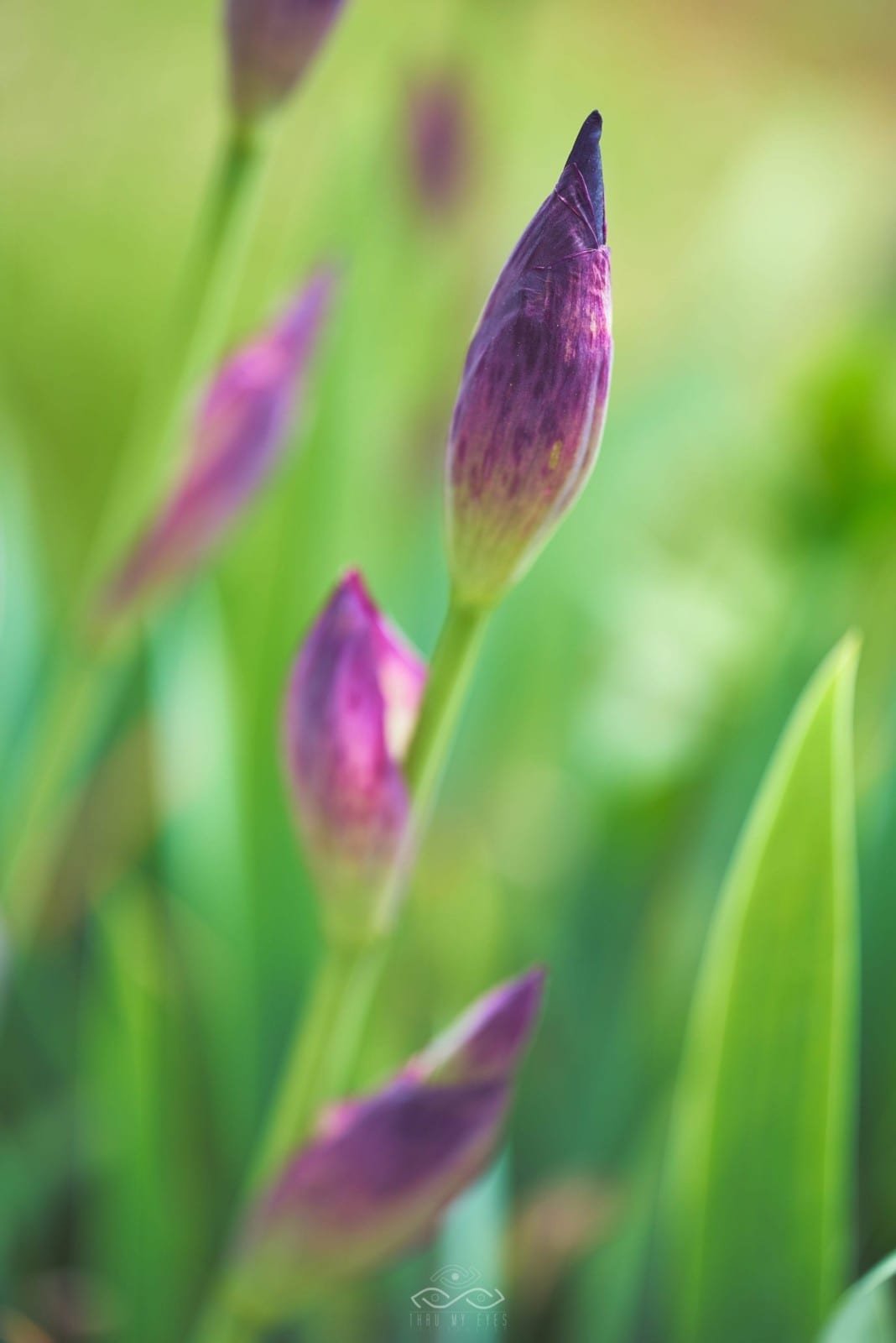 Prurple Iris Bud Nature Macro Prurple Iris Bud Nature Macro