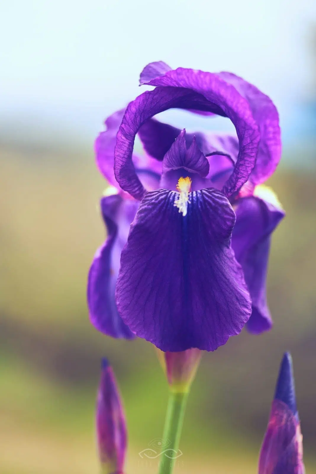Prurple Iris Flower Nature Macro