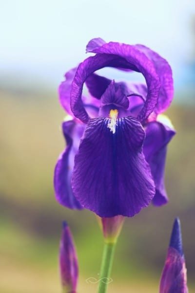Prurple Iris Flower Nature Macro