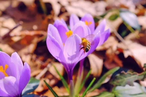 Purple Bee Flower Nature Macro Purple Bee Flower Nature Macro