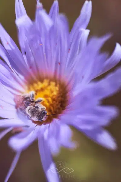 Purple Bee Wildflower Nature Macro Purple Bee Wildflower Nature Macro