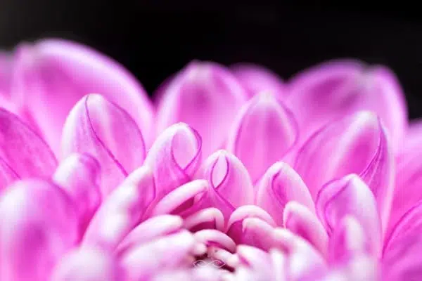 Purple Dahlia Flower Nature Macro Purple Dahlia Flower Nature Macro