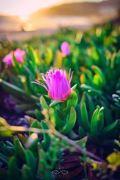 Purple Desert Flower Nature Macro