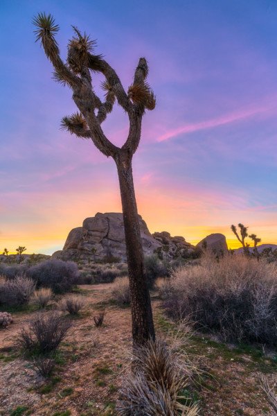 Purple Desert Sunset JoshuaTree California