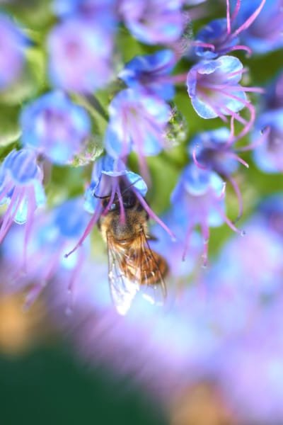 Purple Echium Bee Wildflower Macro