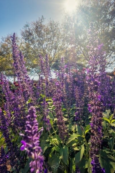 Purple Flowers Wildflowers Sunlight Nature