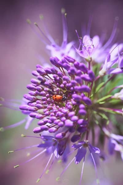 Purple Ladybug Wildflower Nature Macro