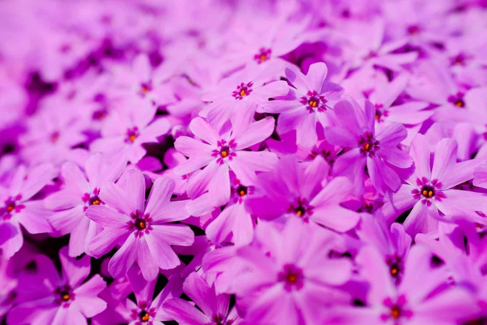 Purple Lavender Flower Wildflowers Nature Purple Lavender Flower Wildflowers Nature