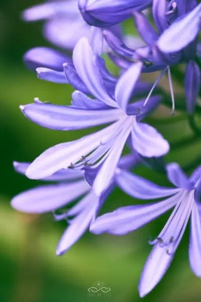 Purple Lily Wildflower Nature Macro Purple Lily Wildflower Nature Macro