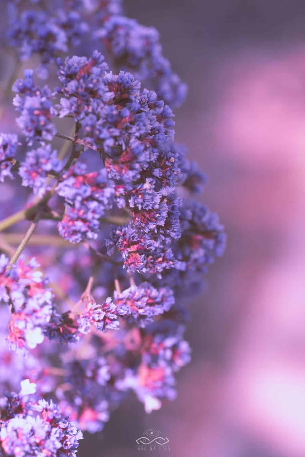 Purple Statice Wildflower Nature Macro Purple Statice Wildflower Nature Macro
