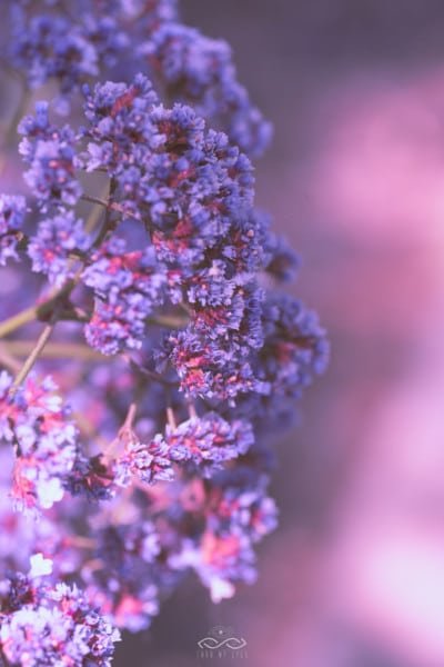 Purple Statice Wildflower Nature Macro