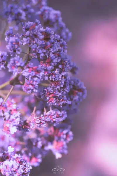 Purple Statice Wildflower Nature Macro Purple Statice Wildflower Nature Macro