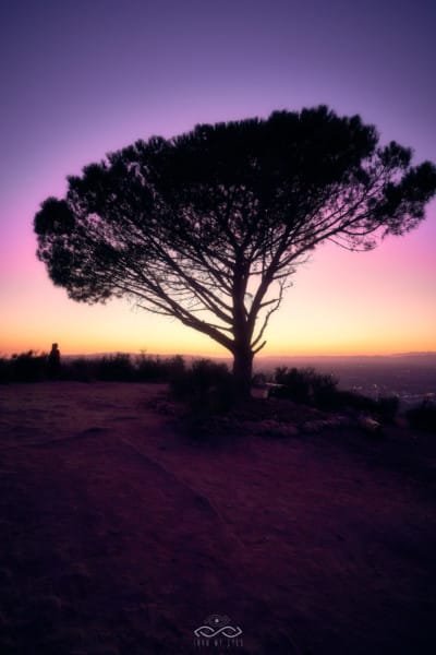 Purple Sunset Tree LosAngeles Landscape