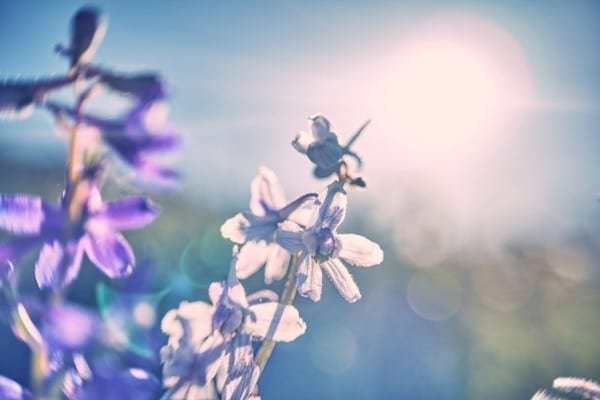 Purple Wildflower Flower Sunrise Nature