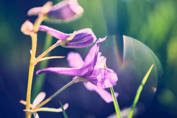 Purple Wildflower Sunflare Macro Nature