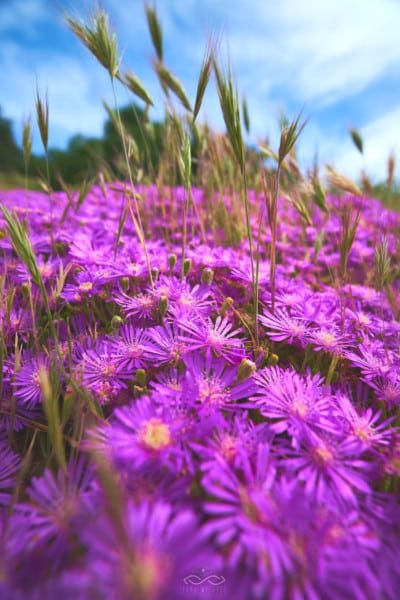 Purple Wildflowers Field Nature MAcro