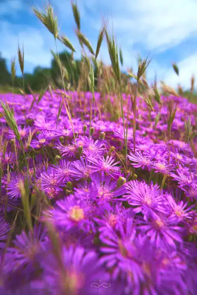 Purple Wildflowers Field Nature MAcro Purple Wildflowers Field Nature MAcro