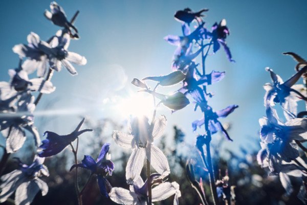 Purple Wildlfower Sunshine Macro Nature