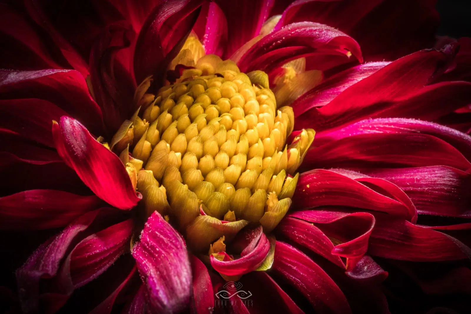 Red Dahlia Flower Nature Macro