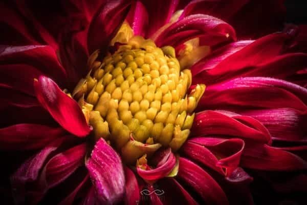Red Dahlia Flower Nature Macro