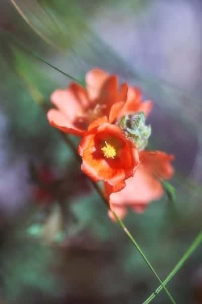 Red Desert Wildflower Nature Macro