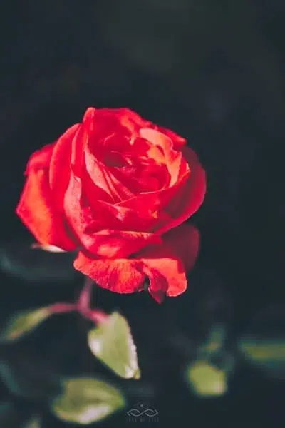 Red Garden Rose Flower Nature Red Garden Rose Flower Nature