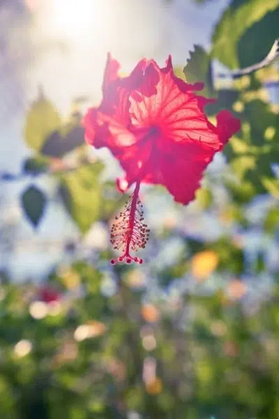 Red Hibiscus Flower Nature Macro Red Hibiscus Flower Nature Macro