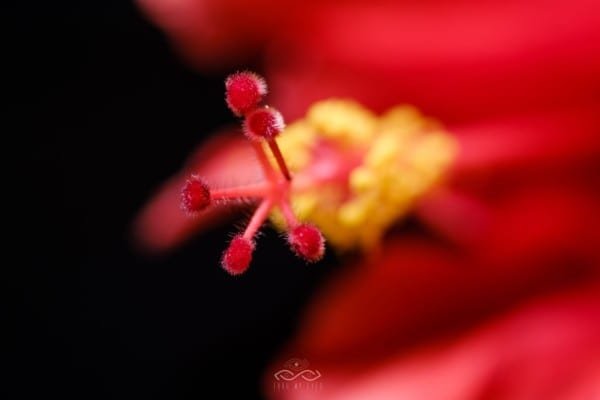 Red Hibiscus Stamen Flower Macro