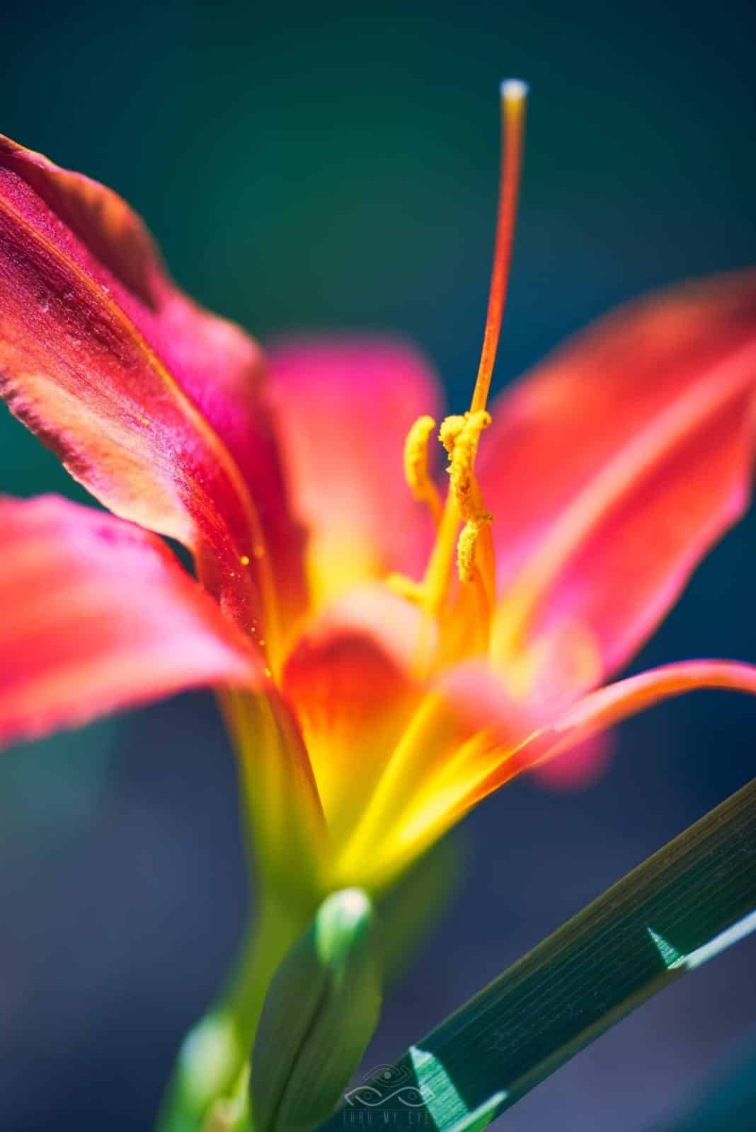 Red Lily Wildflower Nature Macro Red Lily Wildflower Nature Macro