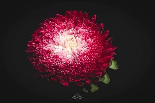 Red Matsumoto Chrysanthemum Flower Macro