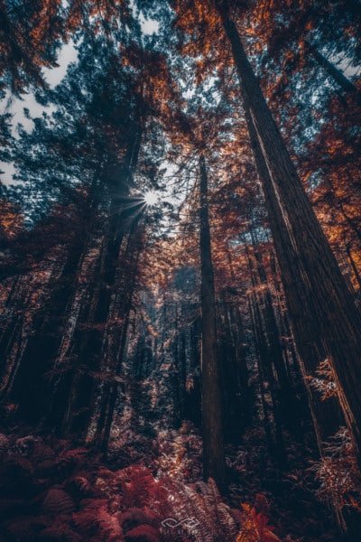 Redwoods Forest Nature Landscape California