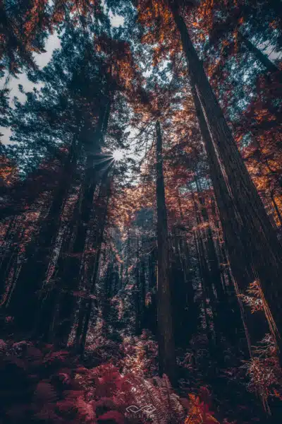 Redwoods Forest Nature Landscape California Redwoods Forest Nature Landscape California