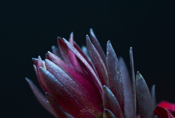 Safari Sunset Flower Nature Macro