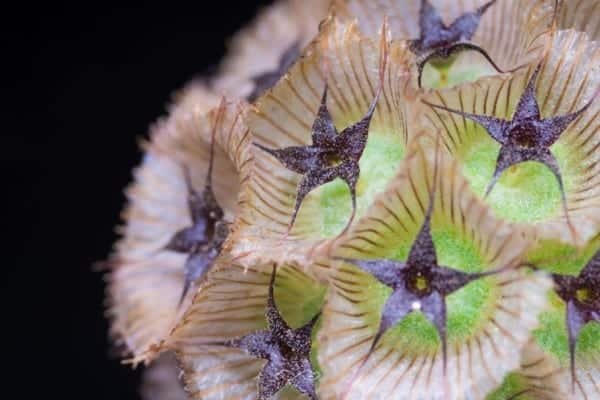 Scabiosa Pods Flower Nature Macro