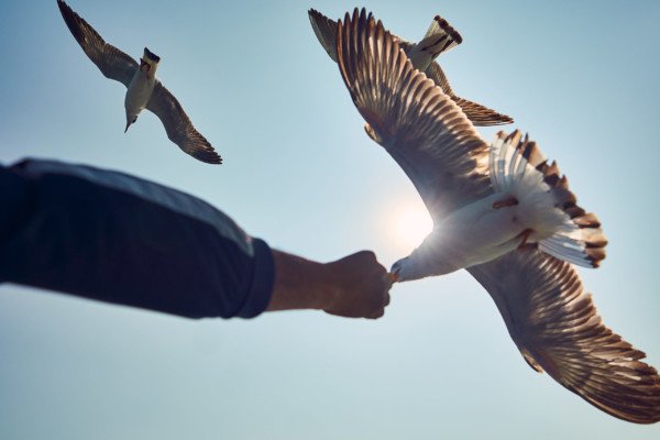 Seagull Bird Feeding Hand Sunshine