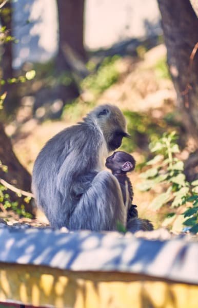 Silverback Monkey Mother Holding Baby