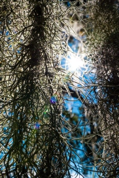 Spanish Moss Sunflare Macro Nature