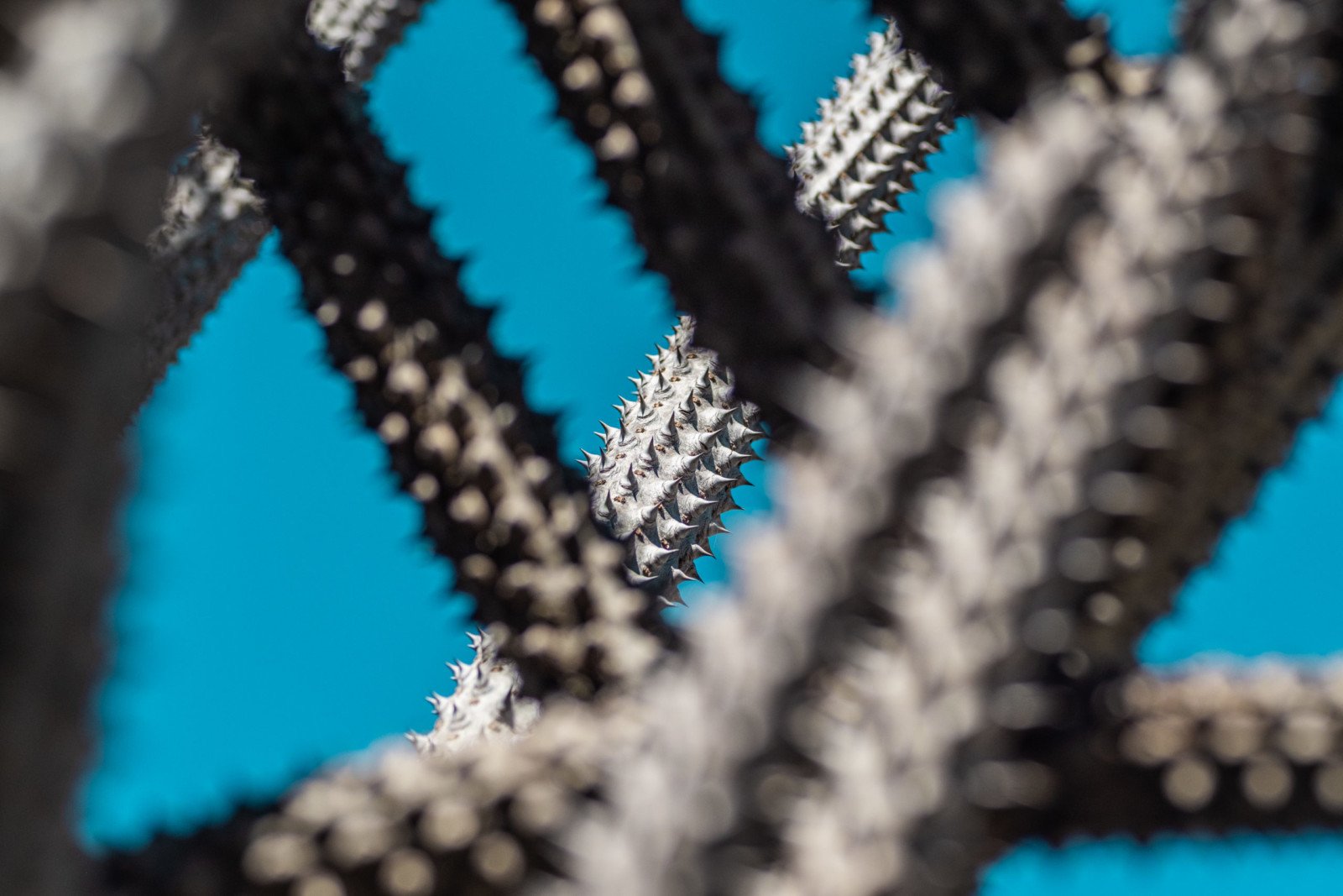 Spiked Blue Plant Nature Macro Spiked Blue Plant Nature Macro