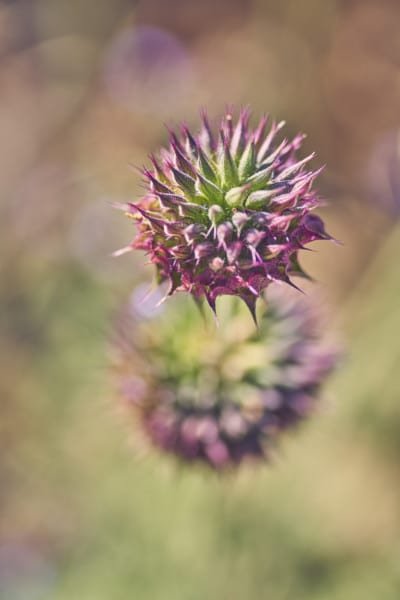 Spiked Desert Flower Macro Nature