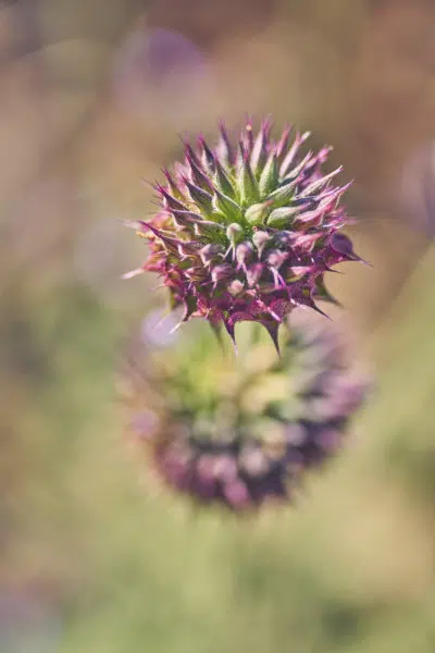Spiked Desert Flower Macro Nature Spiked Desert Flower Macro Nature