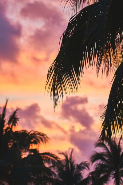 Sunset Palm Tree Pink Nature