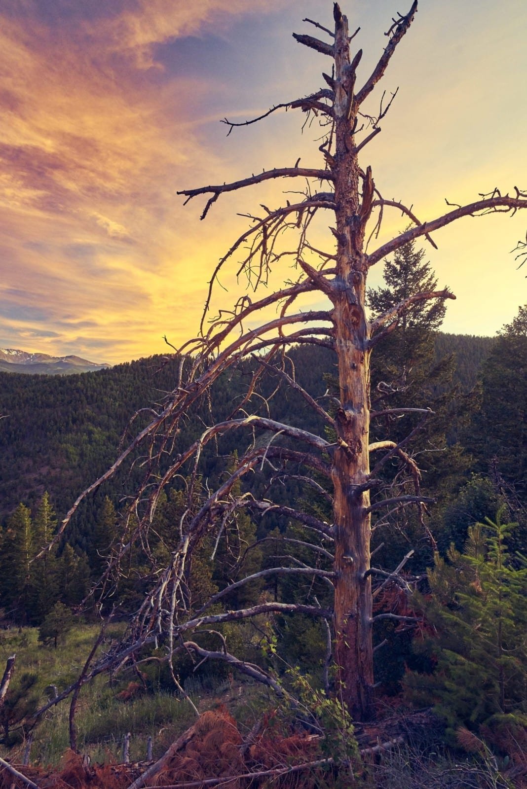 Sunset Tree Mountains Redwood Nature Sunset Tree Mountains Redwood Nature