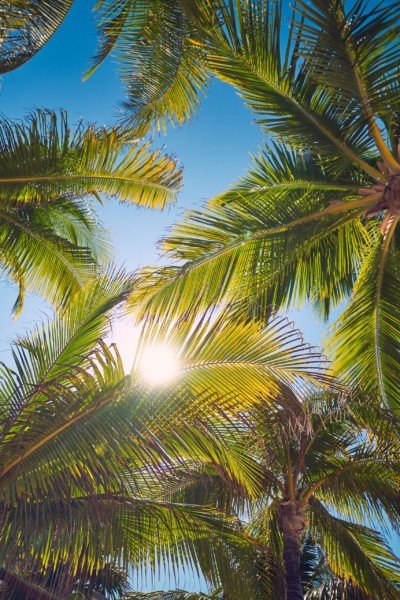 Sunshine Palmtree Cancun Mexico Travel