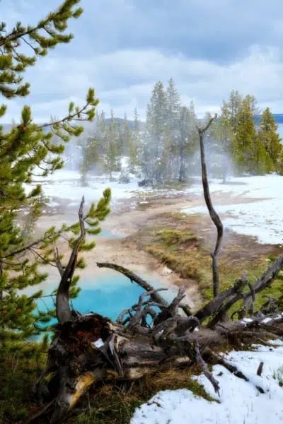 Tree Hot Springs Yellowstone Nature Tree Hot Springs Yellowstone Nature