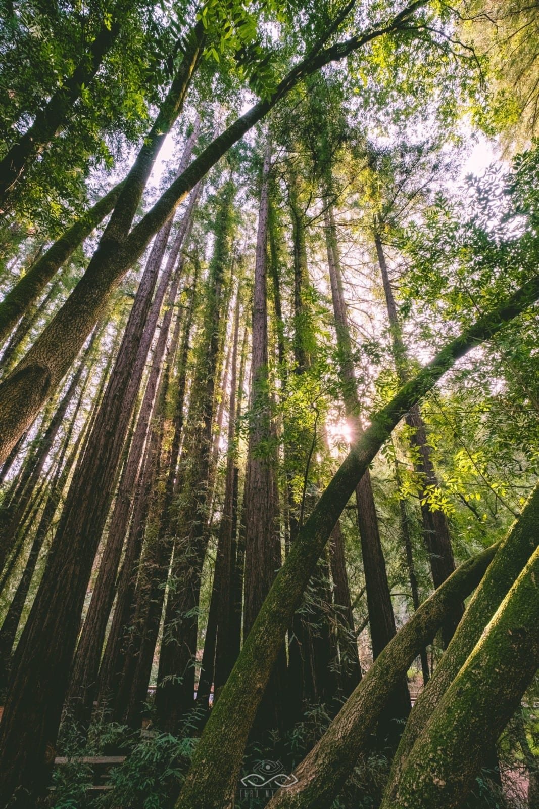 Tree Redwoods Sunlight Forest Nature Tree Redwoods Sunlight Forest Nature