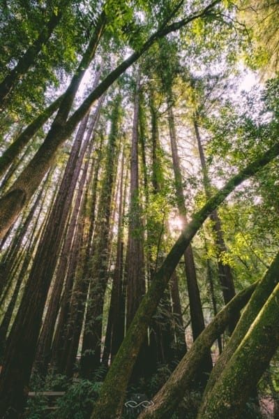 Tree Redwoods Sunlight Forest Nature