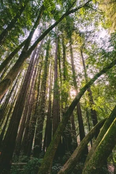 Tree Redwoods Sunlight Forest Nature Tree Redwoods Sunlight Forest Nature